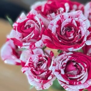 Aquarius Rose
