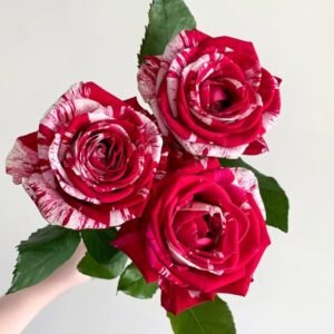 Aquarius Rose