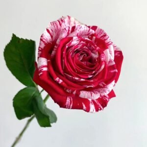 Aquarius Rose