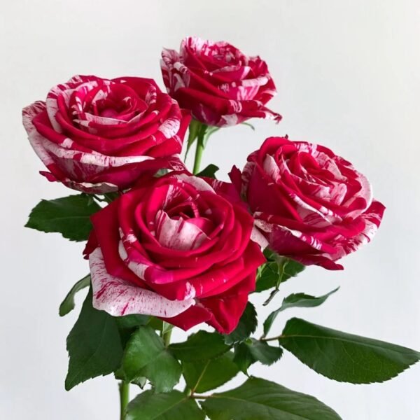 Aquarius Rose