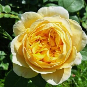 Charles Darwin Rose