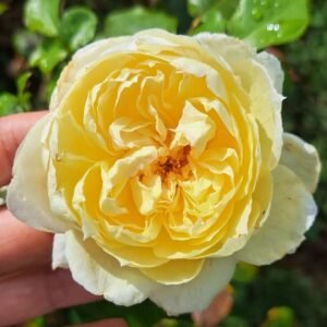 Charles Darwin Rose