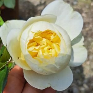 Charles Darwin Rose