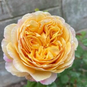 Charles Darwin Rose