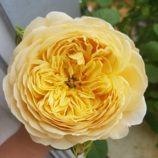 Charles Darwin Rose