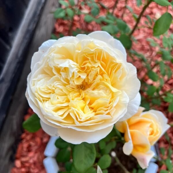 Charles Darwin Rose