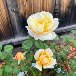 Charles Darwin Rose