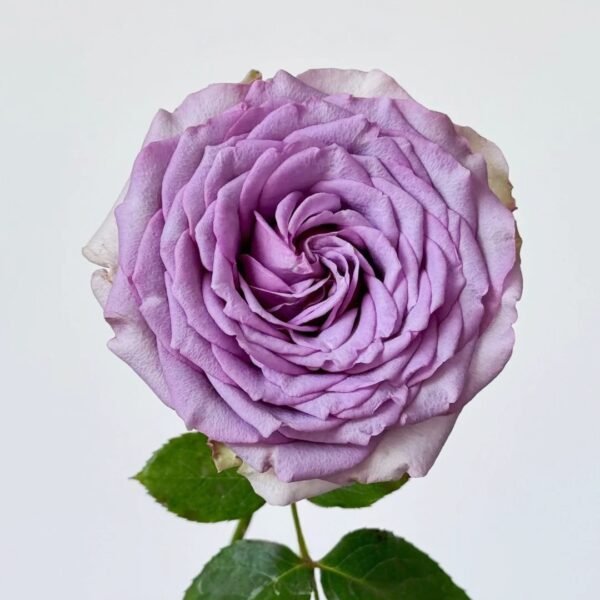 Coffret Rose
