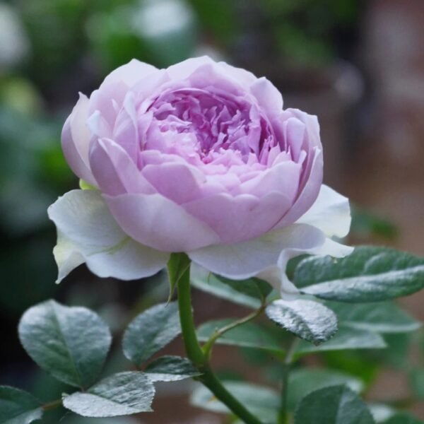 Coffret Rose