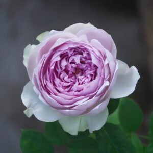 Coffret Rose