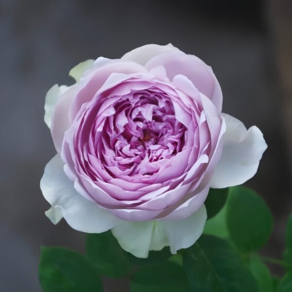 Coffret Rose
