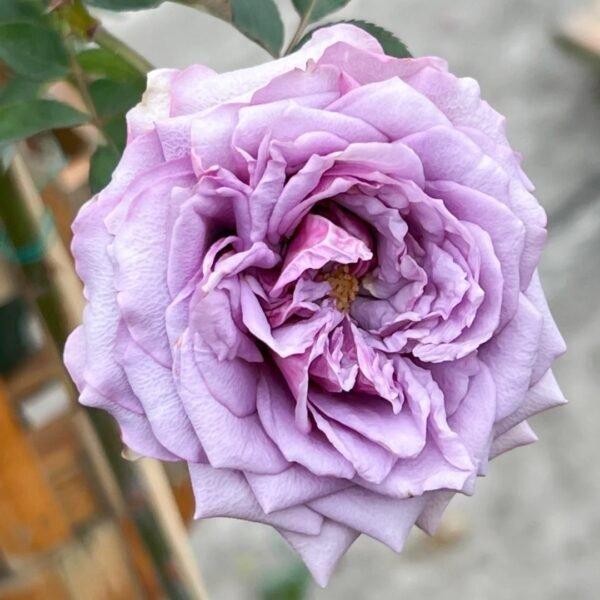 Coffret Rose