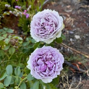 Coffret Rose