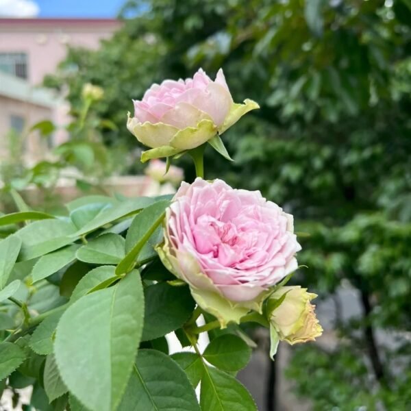 Coffret Rose