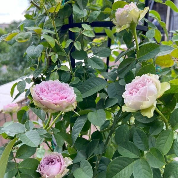 Coffret Rose