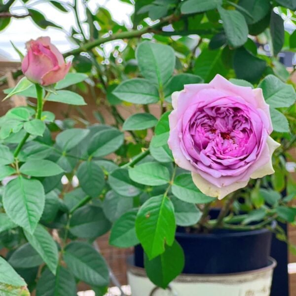 Coffret Rose