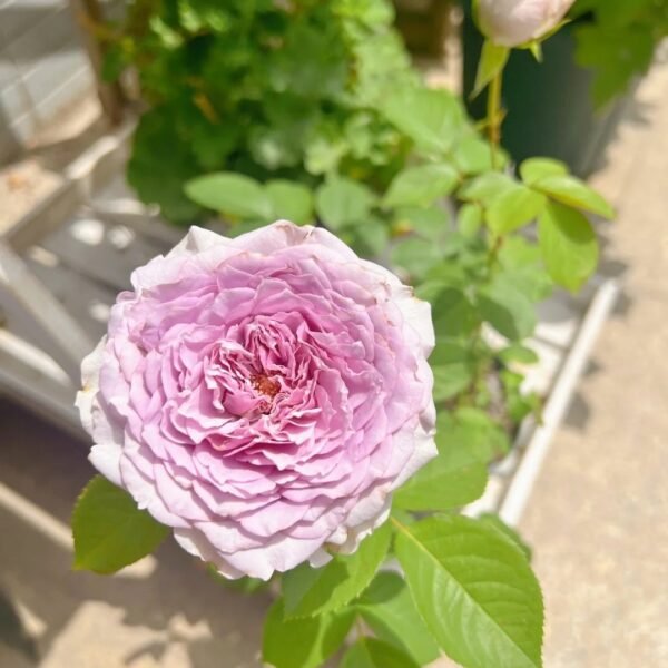 Coffret Rose