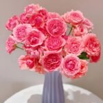 Corail Gelee Rose