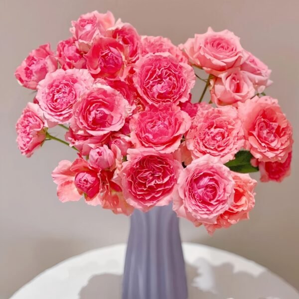 Corail Gelee Rose