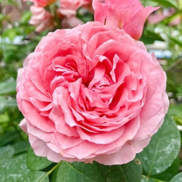 Corail Gelee Rose