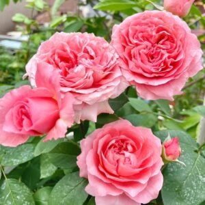 Corail Gelee Rose