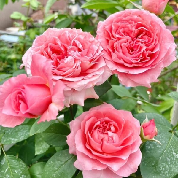 Corail Gelee Rose