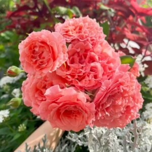 Corail Gelee Rose
