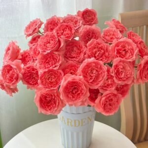 Corail Gelee Rose