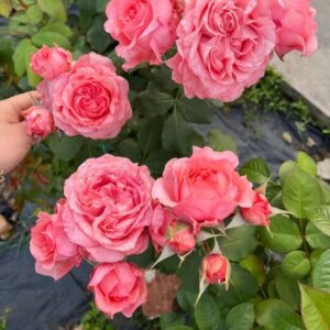 Corail Gelee Rose