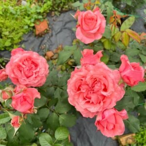 Corail Gelee Rose