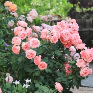 Corail Gelee Rose