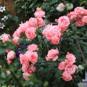 Corail Gelee Rose