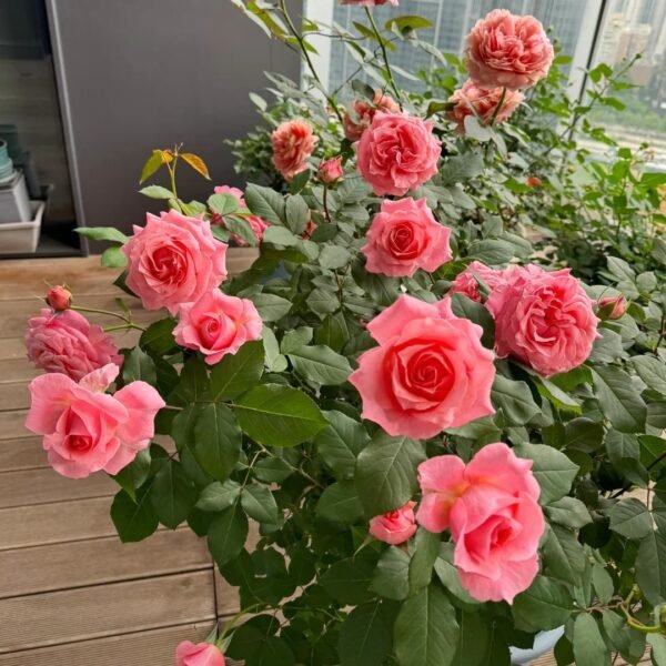 Corail Gelee Rose