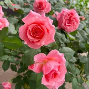Corail Gelee Rose