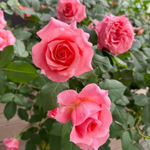 Corail Gelee Rose