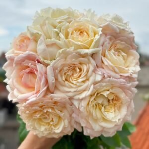 Cream Yves Piaget Rose