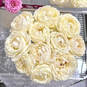 Cream Yves Piaget Rose
