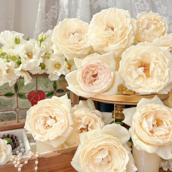 Cream Yves Piaget Rose