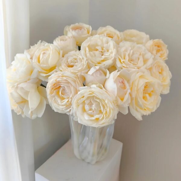 Cream Yves Piaget Rose