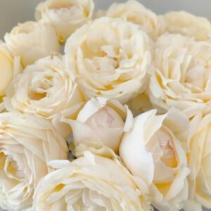 Cream Yves Piaget Rose