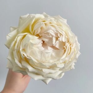 Cream Yves Piaget Rose