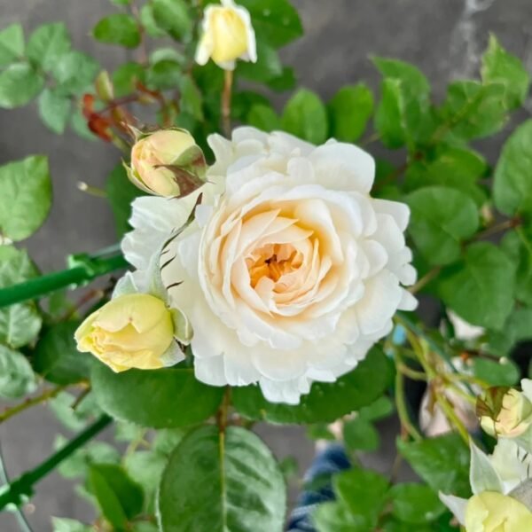 Cream Yves Piaget Rose