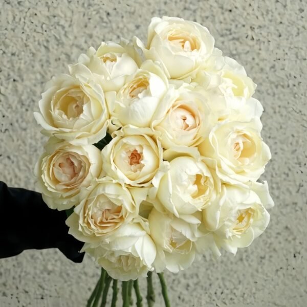 Cream Yves Piaget Rose