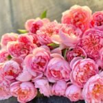 Dames de Chenonceau Rose