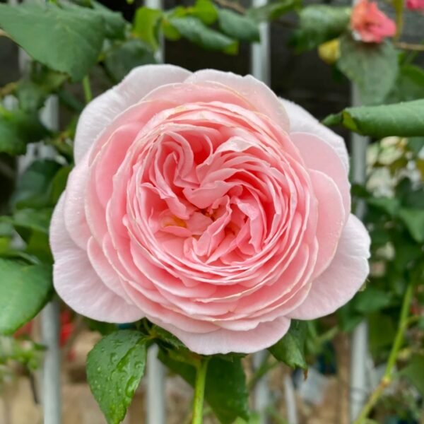 Dames de Chenonceau Rose