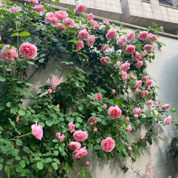 Dames de Chenonceau Rose