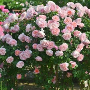 Dames de Chenonceau Rose