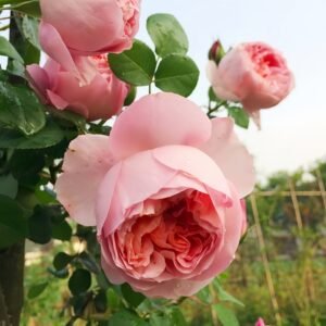 Dames de Chenonceau Rose