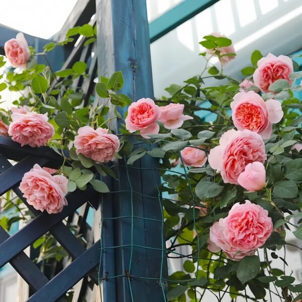 Dames de Chenonceau Rose
