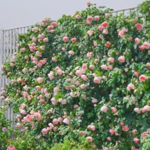Dames de Chenonceau Rose